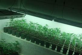 Cuarto de plantas madre con sistema de iluminación LED y control ambiental